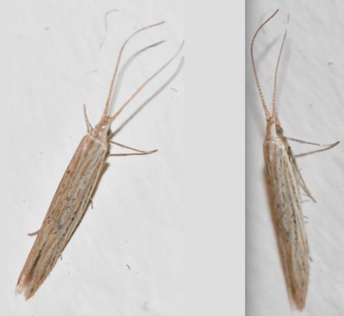 Coleophora sp.